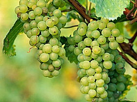 Dulcot ACT Winery Find
