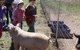 Mudgee Fine Foods Farm Walks - thumb 3