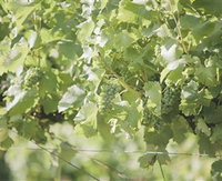 Wine Compass Custom Wine Tours