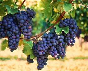 Elite Day Tours - Winery Find 2