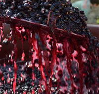 Mornington Peninsula Plunge Wine and Food Tours - Winery Find