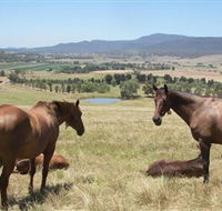 Upper Hunter Tours - Winery Find