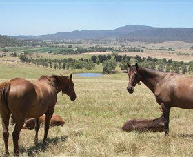 Upper Hunter Tours - Winery Find 0