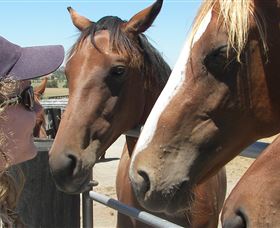 Upper Hunter Tours - Winery Find 4