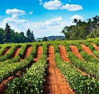 d'Vine Wine Tours - Winery Find