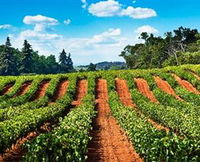d'Vine Wine Tours