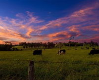 Made in Macarthur Food and Wine Tours