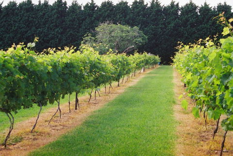 Cedar Creek Estate Restaurant - Winery Find 4