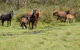 Mountain Ash Trails - thumb 3