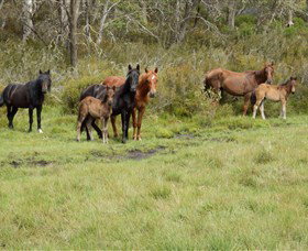 Mountain Ash Trails - Winery Find 3