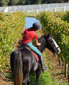Horseback Winery Tours - Winery Find 1
