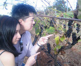 Wine Country Tours - Winery Find 2