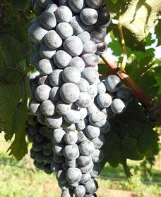 Wine Country Tours - Winery Find 7